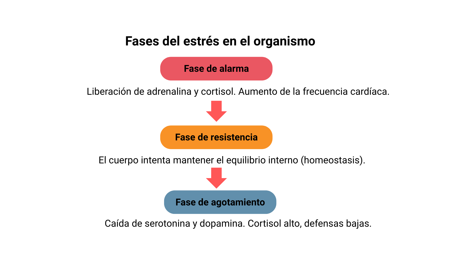 Infografía de las fases del estrés en el organismo: alarma, resistencia y agotamiento