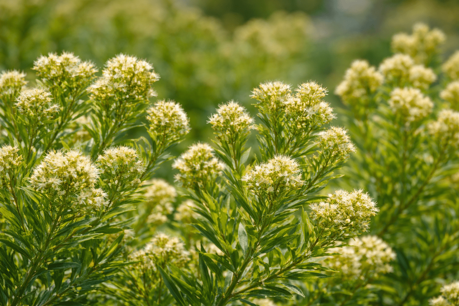 Planta Baccharis dracunculifolia origen del propóleo verde y sus beneficios para el cerebro
