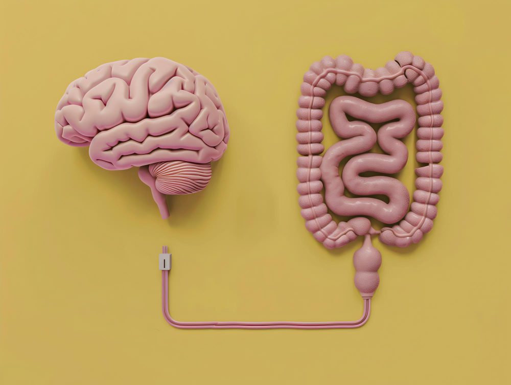 Ilustración del eje intestino cerebro mostrando la conexión entre el cerebro y el sistema digestivo en relación con el trauma emocional