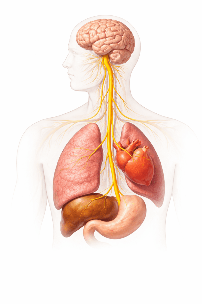 Ilustración del nervio vago conectando cerebro, corazón y sistema digestivo en relación con el trauma emocional y la digestión